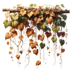 Wild Hanging Ivy Creeper Plant, Realistic Transparent Background