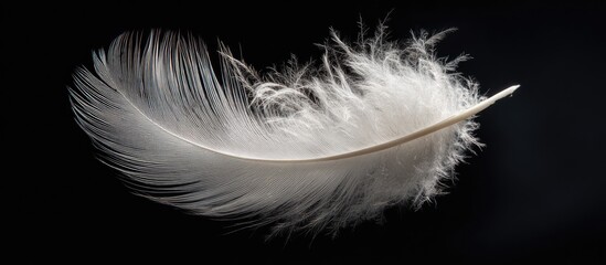 Obraz premium Delicate white feather against black backdrop (1)