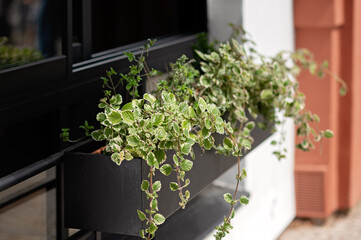Green leafy plants in a modern black planter box, enhancing urban outdoor space aesthetics