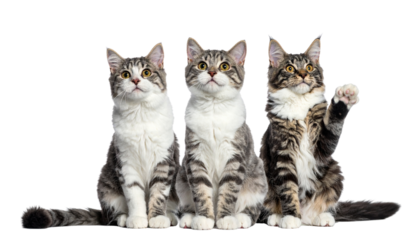 Adorable Cat Interaction Bundle Pack, isolated on transparent background