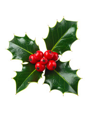 Close-up of holly sprig with vibrant red berries.  Dark green leaves have a slightly serrated edge.  Isolated on black background