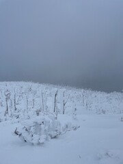 Arbre glacé en Gaspésie, Canada