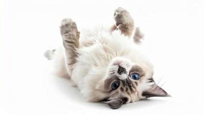 Obraz premium A ragdoll cat lying on its back fluffy fur photorealistic realism white background with natural shading 