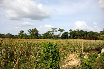 Obraz premium a beautiful cornfield in the countryside