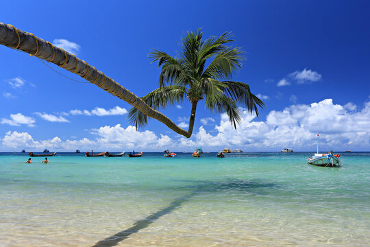 Clean white sand beach and the shadows of coconut trees are waiting to welcome tourists on Koh Tao (Tao Island)