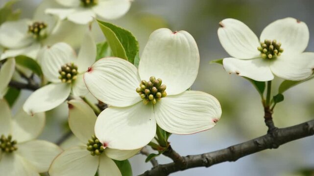 This captures the vibrant beauty of blooming dogwood trees in springtime. The white flowers with red centers stand out against the lush green leaves and a backdrop of a clear blue sky.