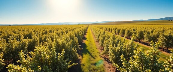 Expansive almond orchard, sunlit rows stretching to the horizon,  scenery,  environment