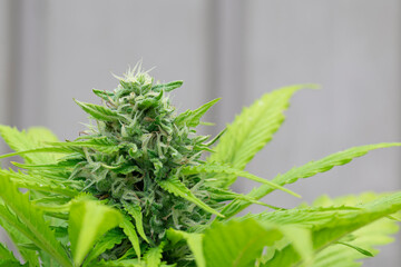 Central bud of a Big Bud cannabis plant on gray background