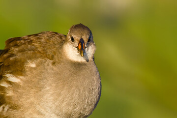 Close-up portrait of a young common moorhen (Gallinula chloropus) on a blurred background	