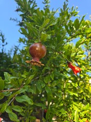 Pomegranate tree with blossoms and young fruit under blue sky