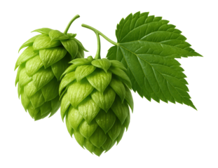 Cluster of fresh green hop cones with a single leaf.