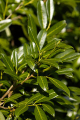 Sunlight reflecting off dark green fresh rhododendron leaves on a twig. Green leaves of an ornamental shrub. Rhododendron leaves. Ornamental shrub in the park.
