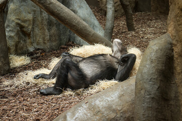 Chimpanzee resting on a haystack. Glass primate exhibit at the zoo. Adult chimpanzee resting....