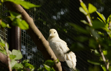 Bright bird sitting on a branch in a large aviary. Portrait of a bird on a branch. Walk-through aviary with birds.