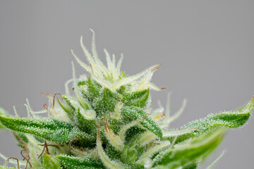 Central bud of a Big Bud cannabis plant isolated