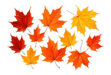 Obraz premium Autumn maple leaves.