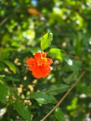 Pomegranate flower in soft bokeh garden light