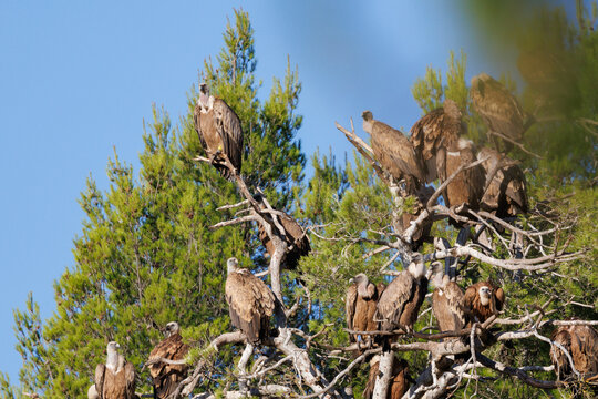 Gran grupo de buitres (gyps fulvus) posados en ramas secas de arbol muerto, Alcoy, Espa&ntilde;a