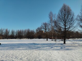 Open Snowy Field with Leafless Winter Trees. Wide snowy landscape with bare trees under a clear blue sky, capturing a calm and cold winter day in nature