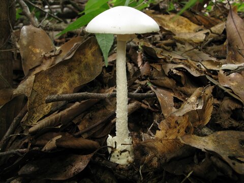 Amanita virosa, known as Dok-usan-gwangdae-beoseot, is a deadly white Amanita with a sticky cap, scaly stem, and volva, containing lethal amatoxins. Photographed in Korea.