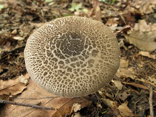 Amanita virosa, known as Dok-usan-gwangdae-beoseot, is a deadly white Amanita with a sticky cap, scaly stem, and volva, containing lethal amatoxins. Photographed in Korea.