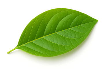 Obraz premium Fresh Green Leaf with Veins on White Background