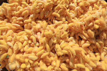Golden yellow cocoon background. There are many in Thailand. It is a hybrid strain J108
