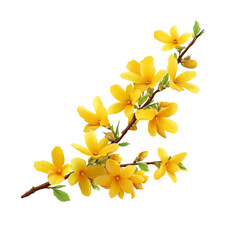 Bright yellow forsythia blossoms on a delicate branch in spring isolated on transparent background.