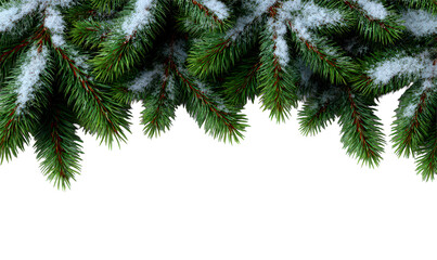 Snow Covered Evergreen Branches Isolate on Transparent Background, cutout, png