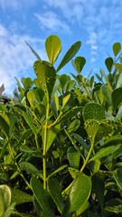 Close-up of vibrant green foliage covered with fresh raindrops, symbolizing freshness, nature, growth, and environmental beauty. The natural texture and moisture highlight the vitality of the plant.