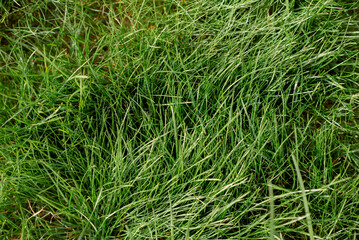 Close-up of Green Grass