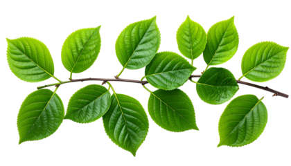 A close-up of a branch with vibrant green leaves.  The leaves are outlined in a bright yellow/lime color, creating a  contrast against the black background