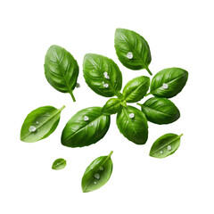 Fresh, vibrant, deep green basil leaves and tender sprigs with visible natural veins and translucent sea salt crystals, isolated on a seamless transparent background, top-down macro, concept of pure