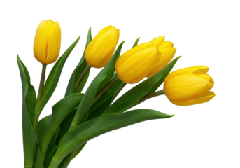 Five vibrant yellow tulip buds with dew drops, green stems, elegantly arranged on transparent background. Pristine product photography concept