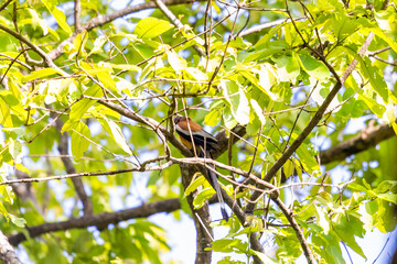 Rufous Treepie Resting Amidst Forest Canopy