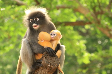 Dusky Langur(Trachypithecus obscurus) recognized by white eye-rings,grey fur with black hands and feet. Newborn dusky langurs are bright yellow-orange and gradually turn grey as they mature. THAILAND
