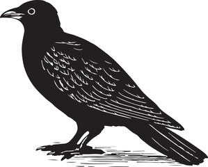 Detailed black and white illustration of a crow standing on a white background with intricate feather details
