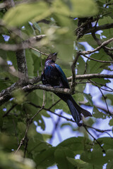 Greater Racket-tailed Drongo Perched in Forest Canopy