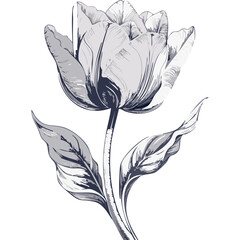 Tulip flower sketch illustration in black and white line art style