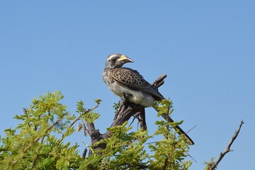 Grautoko (Lophoceros nasatus dorsalis) im Etoscha Nationalpark in Namibia