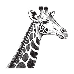 Naklejka premium Stylized Giraffe Illustration - Detailed Ink Drawing of a Giraffe Head