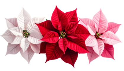 Holiday Poinsettia Flower Collection Featuring Three Designs, isolated on transparent background