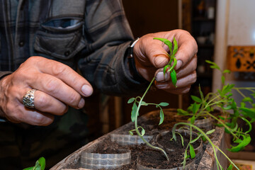 Close up view of hands gently examining a small seedling in a container. The background is blurred, showing more seedlings and dark soil. 