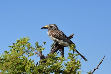 Grautoko (Lophoceros nasatus dorsalis) im Etoscha Nationalpark in Namibia