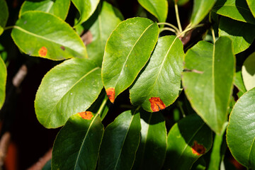 Fototapeta premium Die Blätter des Birnenbaum können an Birnerngitterrost Gymnosporangium sabinae einem hartnäckigen Pilz erkranken