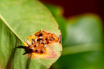 Die Blätter des Birnenbaum können an Birnerngitterrost Gymnosporangium sabinae einem hartnäckigen Pilz erkranken