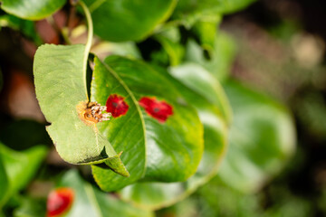 Die Blätter des Birnenbaum können an Birnerngitterrost Gymnosporangium sabinae einem...
