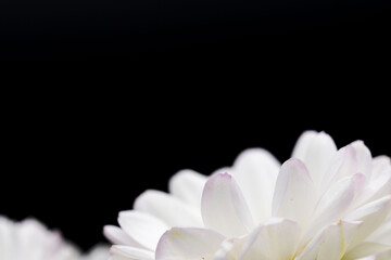 スプレーマムの白い花を黒背景でマクロ撮影17