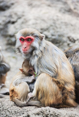 Short-tailed macaques at Bala Monkey Mountain in Fengshan County, Hechi, Guangxi