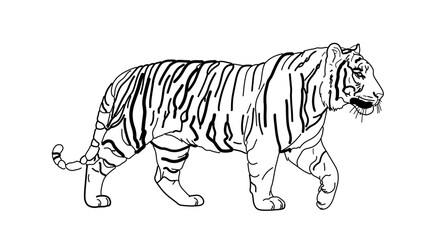 Naklejka premium Illustration of a walking tiger, showcasing its distinctive stripes and powerful build